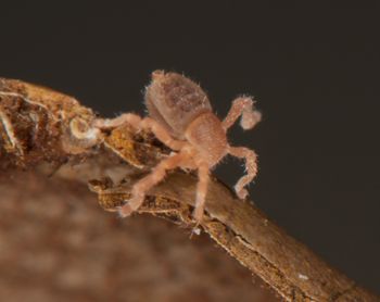 Media type: image;   Invertebrate Zoology 136532